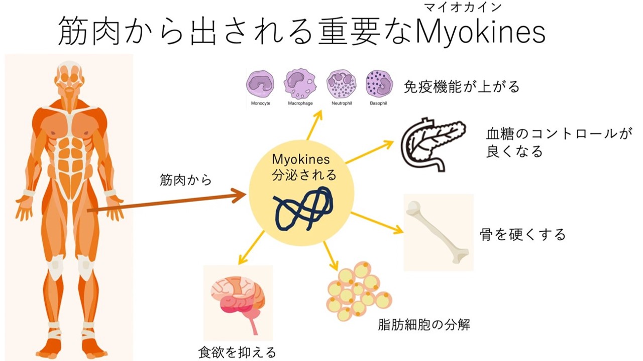 体を動かす以外の筋肉の役目～ダイエットピルを使うときの注意点～